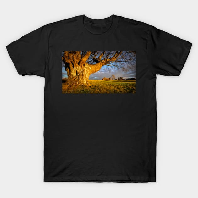 Wood and Stone#1 T-Shirt by RJDowns